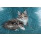 Maine Coon - Katze