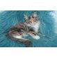 Maine Coon - Katze
