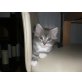 Maine Coon - Katze