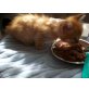 Maine Coon - Katze