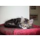 Maine Coon - Katze