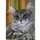 Maine Coon - Katze