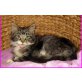 Maine Coon - Katze