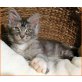 Maine Coon - Katze