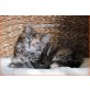 Maine Coon - Katze
