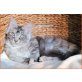 Maine Coon - Katze