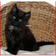 Maine Coon - Katze