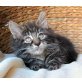 Maine Coon - Katze
