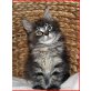 Maine Coon - Katze