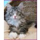 Maine Coon - Katze