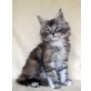 Maine Coon - Katze