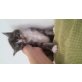 Maine Coon - Katze