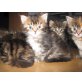 Maine Coon - Katze