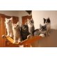 Maine Coon - Katze