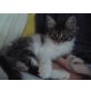 Maine Coon - Katze