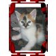 Maine Coon - Katze