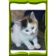 Maine Coon - Katze