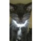 Maine Coon - Katze