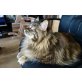 Maine Coon - Katze