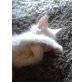 Maine Coon - Katze