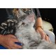 Maine Coon - Katze