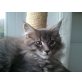 Maine Coon - Katze