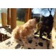 Maine Coon - Katze