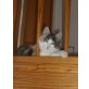 Maine Coon - Katze
