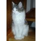 Maine Coon - Katze
