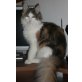 Maine Coon - Katze
