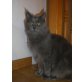 Maine Coon - Katze