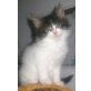Maine Coon - Katze