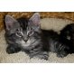Maine Coon - Katze