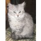 Maine Coon - Katze