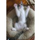 Maine Coon - Katze