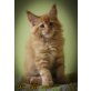 Maine Coon - Katze