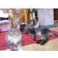 Maine Coon - Katze
