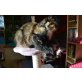 Maine Coon - Katze