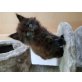 Maine Coon - Katze