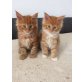 Maine Coon - Katze