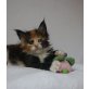 Maine Coon - Katze