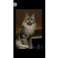 Maine Coon - Katze