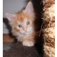 Maine Coon - Katze
