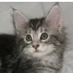 Maine Coon - Katze