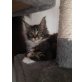 Maine Coon - Katze