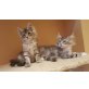 Maine Coon - Katze