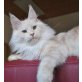 Maine Coon - Katze
