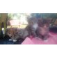 Maine Coon - Katze