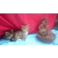 Maine Coon - Katze