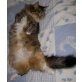 Maine Coon - Katze